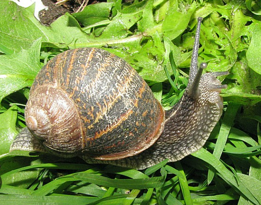 Hallo Schnecke !